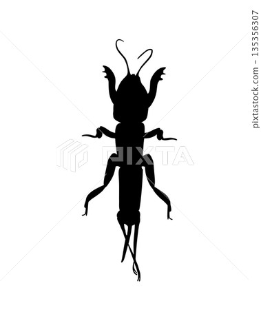 Black silhouette of a mole cricket vector drawing. Underground beetle outline illustration for biology lesson, nature concept. Insect shape of cricket for graphic design element of nature. Digger bug. Black silhouette of a mole cricket vector drawing. Underground beetle outline illustration for biology lesson, nature concept. Insect shape of cricket for graphic design element of nature. Digger bug. 135356307