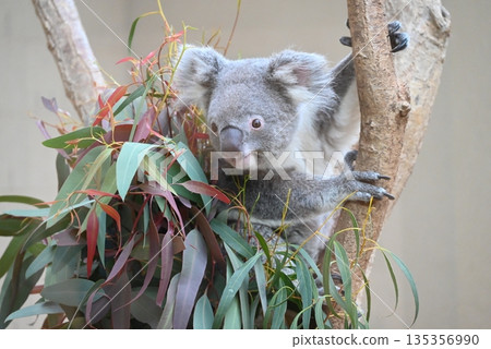 Adorable koala Adorable koala 135356990