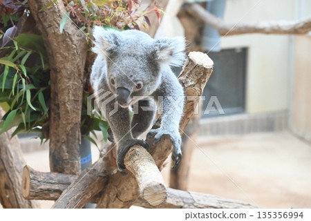 Adorable koala Adorable koala 135356994