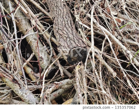 Pile of dry tree branches and logs in the forest after pruning or storm. Pile of dry tree branches and logs in the forest after pruning or storm. 135357062