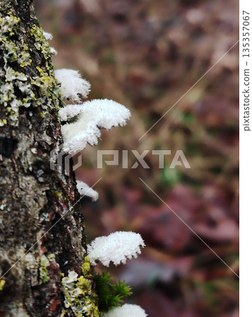 Close up of small white fuzzy mushrooms growing on a mossy tree trunk in a forest. 135357067