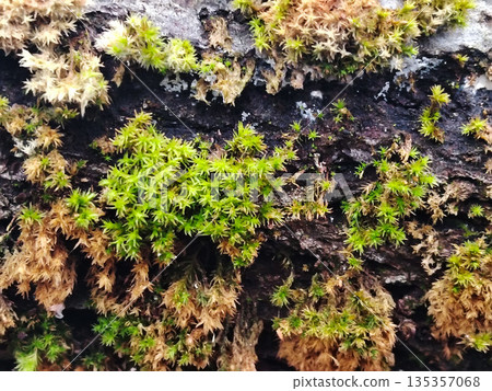Close up of vibrant green moss growing on tree bark texture. Close up of vibrant green moss growing on tree bark texture. 135357068