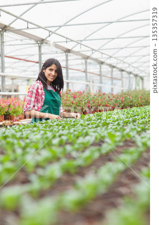 Woman examining seedling trays on bench tables in greenhouse wearing green apron over plaid shirt 135357319