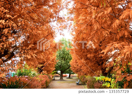 遍佈水杉樹的公園 遍佈水杉樹的公園 135357729