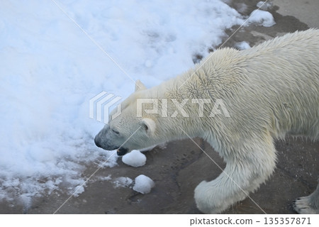 一隻強壯的北極熊 一隻強壯的北極熊 135357871