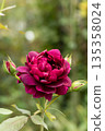 紅玫瑰和可愛的花苞 135358024