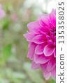 亮粉色大麗花 135358025