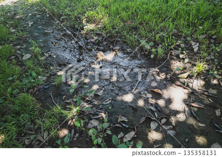 puddle, pool of water, waterhole 135358131