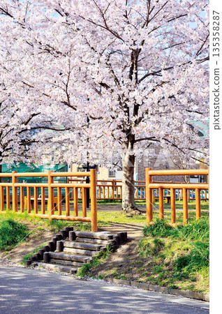 Cherry blossoms at Gonan Park (Warabi City) Cherry blossoms at Gonan Park (Warabi City) 135358287