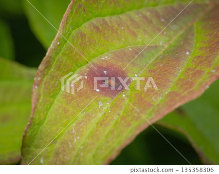 Dogwood Anthracnose (Discula destructiva) spots on a Dogwood leaf Dogwood Anthracnose (Discula destructiva) spots on a Dogwood leaf 135358306