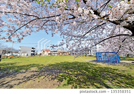 Cherry blossoms at Gonan Park (Warabi City) Cherry blossoms at Gonan Park (Warabi City) 135358351