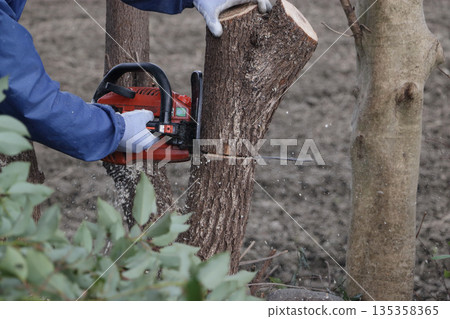 砍伐樟樹 135358365