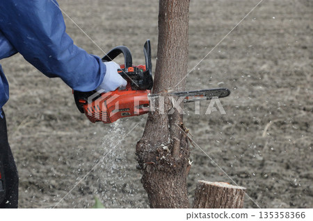 Cutting down camphor tree Cutting down camphor tree 135358366