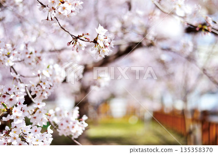 Cherry blossoms at Gonan Park (Warabi City) Cherry blossoms at Gonan Park (Warabi City) 135358370
