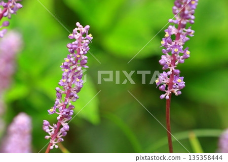 Yellow lily of the valley flowers Yellow lily of the valley flowers 135358444