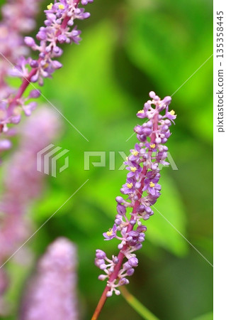Yellow lily of the valley flowers Yellow lily of the valley flowers 135358445