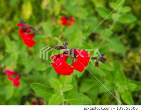 櫻花鼠尾草景觀 135358500