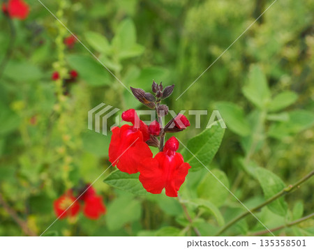 櫻花鼠尾草景觀 櫻花鼠尾草景觀 135358501