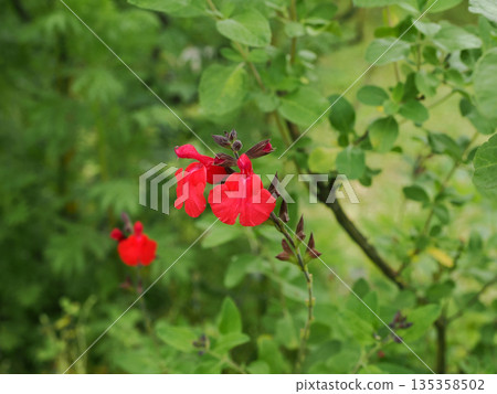 櫻花鼠尾草景觀 135358502