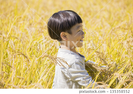 Boy entering rice field - rice harvesting image 135358552