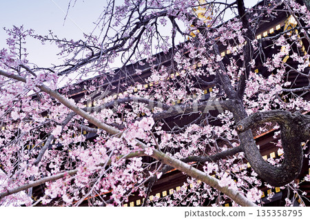 Cherry blossoms at San Gakuin (Warabi City) Cherry blossoms at San Gakuin (Warabi City) 135358795
