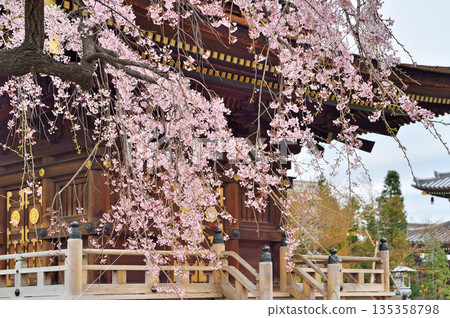 三學院(蕨市)的櫻花 三學院(蕨市)的櫻花 135358798