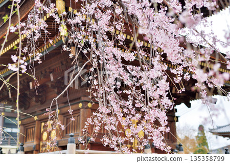 三學院(蕨市)的櫻花 三學院(蕨市)的櫻花 135358799