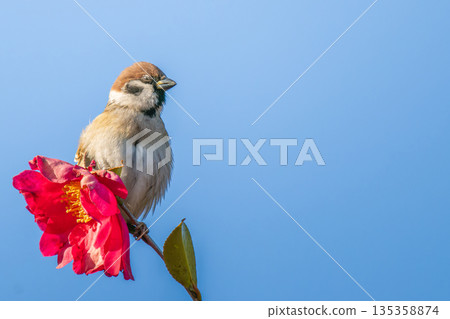 Sparrow perched on a flower - copy space 135358874