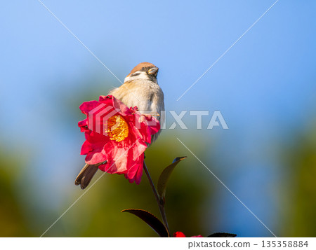 Sparrow perched on a flower 135358884