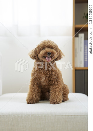 玩具貴賓犬(5歲男孩)坐在沙發上 玩具貴賓犬(5歲男孩)坐在沙發上 135358965