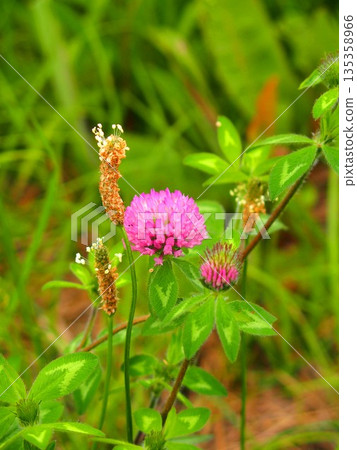 夏日清晨，田野裡盛開著紅三葉草和車前草。 135358966