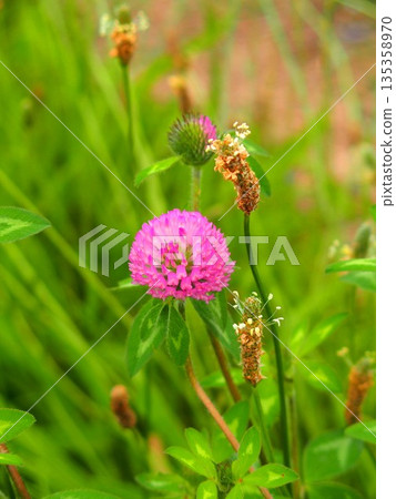 Red clover and plantain blooming in a field on a summer morning 135358970