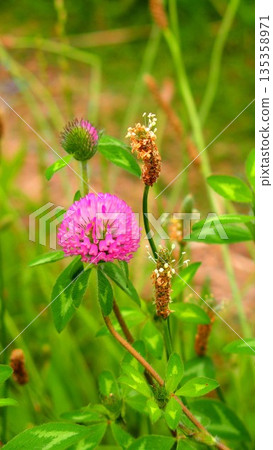 夏日清晨，田野裡盛開著紅三葉草和車前草。 135358971