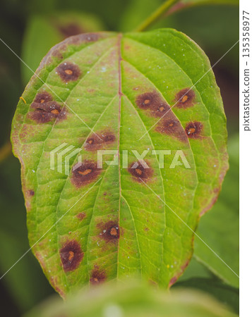 Dogwood Anthracnose (Discula destructiva) spots on a Dogwood leaf 135358977