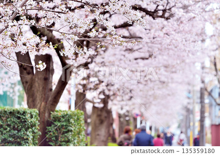 Minamimachi Cherry Blossom Avenue (Warabi City) 135359180