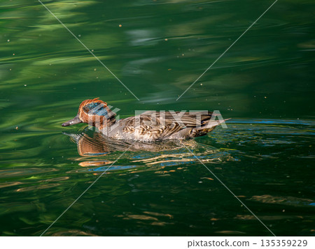 Teal swimming in the pond Teal swimming in the pond 135359229