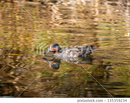 Teal swimming in the pond 135359234