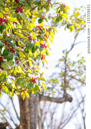 古老的山上有清澈的藍天和白雲的馬里奇城堡 135359831
