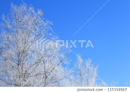 Blue sky and frost on trees, frost, large copy space Blue sky and frost on trees, frost, large copy space 135359987