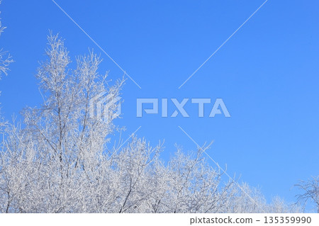 Blue sky and frost on trees, frost, large copy space Blue sky and frost on trees, frost, large copy space 135359990