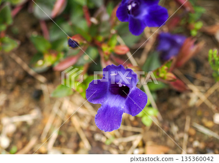 托雷尼亞景觀 托雷尼亞景觀 135360042