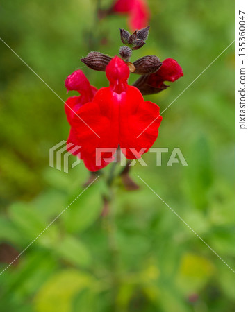 櫻花鼠尾草景觀 櫻花鼠尾草景觀 135360047