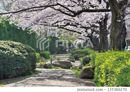 Minamimachi Cherry Blossom Avenue (Warabi City) Minamimachi Cherry Blossom Avenue (Warabi City) 135360270