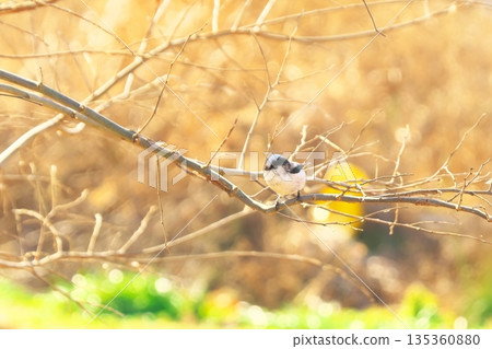 一種小型野生鳥類，長尾山雀 135360880