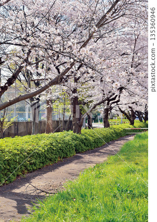 Cherry blossoms at Fujimi Park (Warabi City) Cherry blossoms at Fujimi Park (Warabi City) 135360946