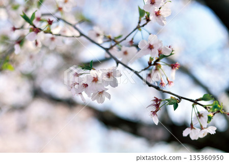 富士見公園(蕨市)的櫻花 富士見公園(蕨市)的櫻花 135360950