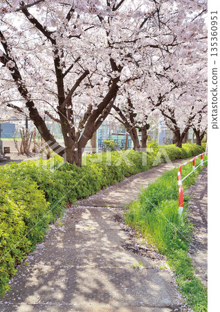 富士見公園(蕨市)的櫻花 富士見公園(蕨市)的櫻花 135360951