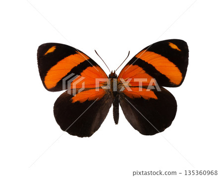 butterfly Callicore pitheas  isolated on white background 135360968