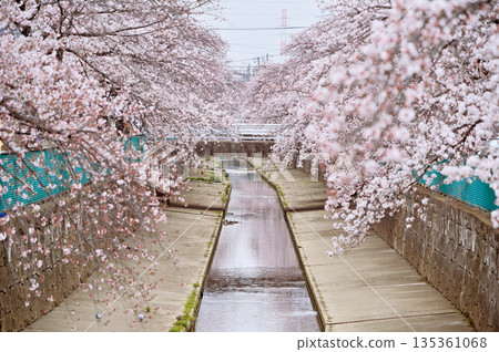 Cherry blossoms at Midorikawa (Kawaguchi City) Cherry blossoms at Midorikawa (Kawaguchi City) 135361068