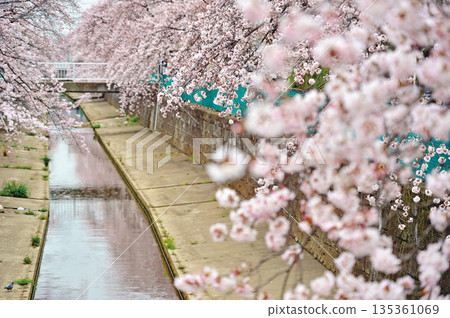 Cherry blossoms at Midorikawa (Kawaguchi City) Cherry blossoms at Midorikawa (Kawaguchi City) 135361069